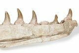 Mosasaur Jaw with Twelve Teeth - Morocco #225341-1